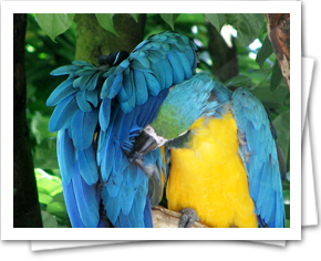 Photo of parrott with its head in its wing